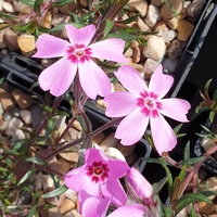 Phlox subulata 'Tamaonagalei'